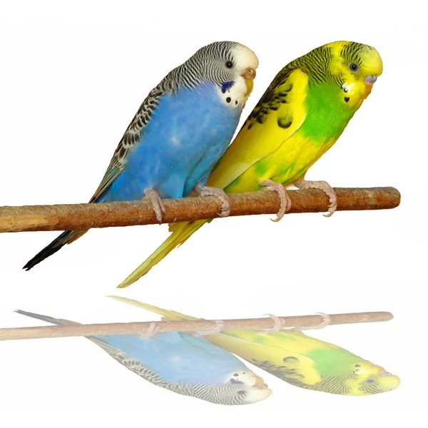 Két papagáj Jogdíjmentes Stock Fotók