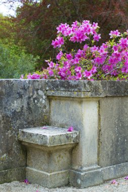 parkta güzel çiçekler