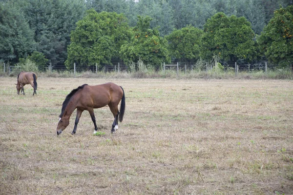 Cavalos comendo grama — Fotografia de Stock