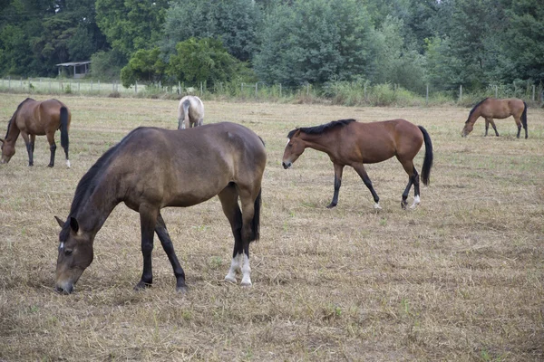 Cavalos comendo grama — Fotografia de Stock