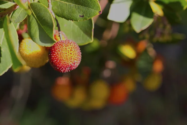 Arbutus. — Fotografia de Stock