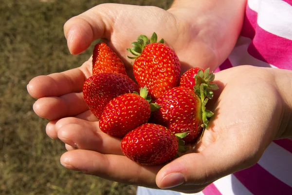 Erdbeeren — Stockfoto