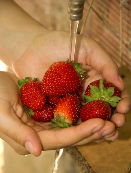 Erdbeeren — Stockfoto