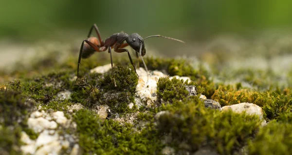 Macro de una hormiga — Foto de Stock