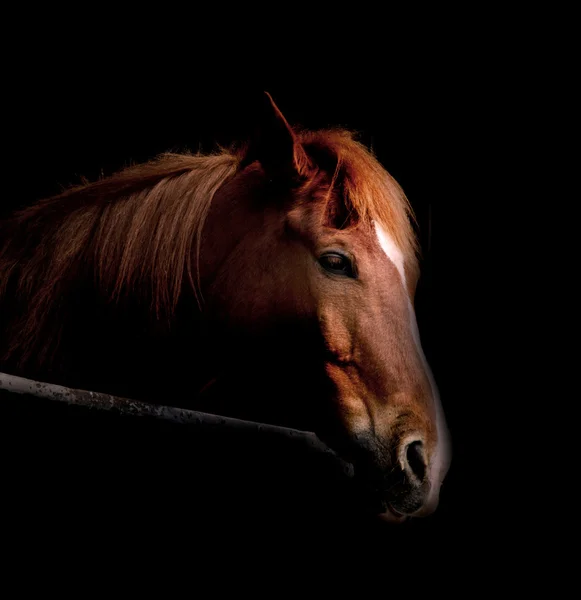 Cheval dans le noir — Photo