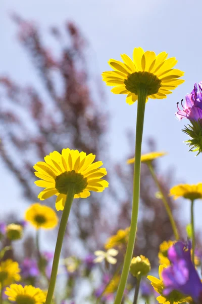 Wildblumen — Stockfoto