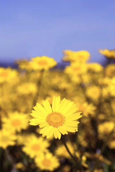 Wildblumen — Stockfoto