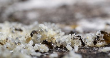 Karıncalar kendi yumurta ve larva Bakımı.