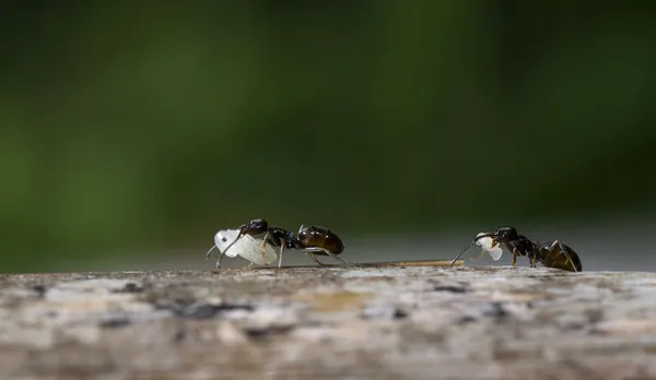 Las hormigas en el trabajo — Foto de Stock