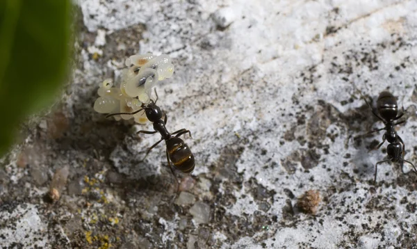 Yumurta taşıyan karınca — Stok fotoğraf