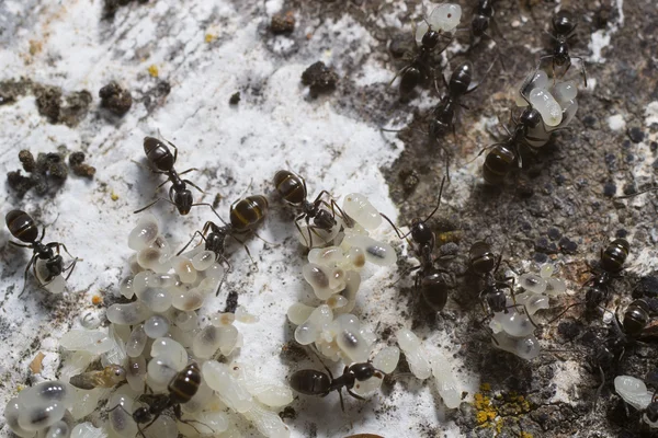 Hormigas cuidando sus huevos y larvas . —  Fotos de Stock