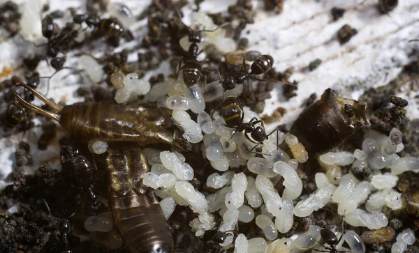 Karıncalar yuva — Stok fotoğraf