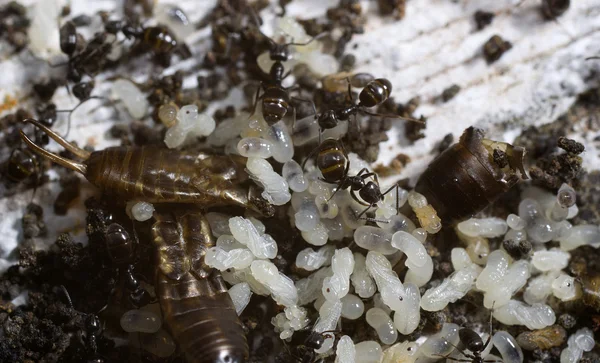 Nido de hormigas — Foto de Stock