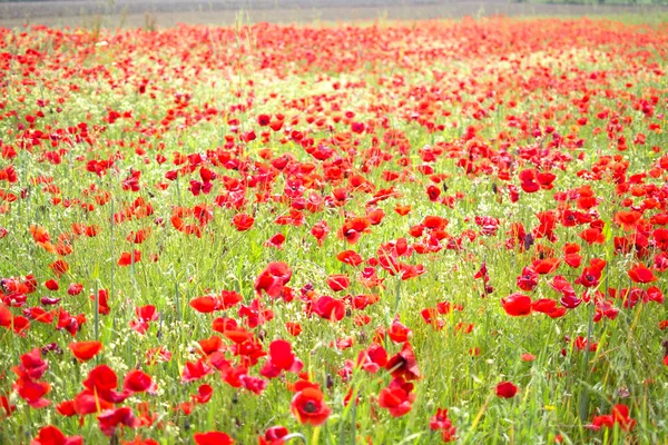 Valmuer – stockfoto