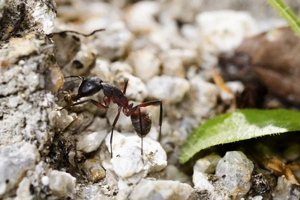 Bir karıncanın makro 'su — Stok fotoğraf