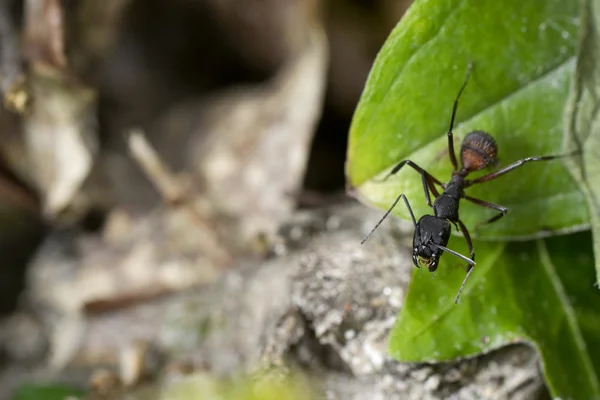 Macro de una hormiga —  Fotos de Stock