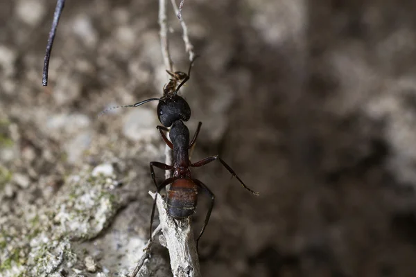 Macro de una hormiga — Foto de Stock