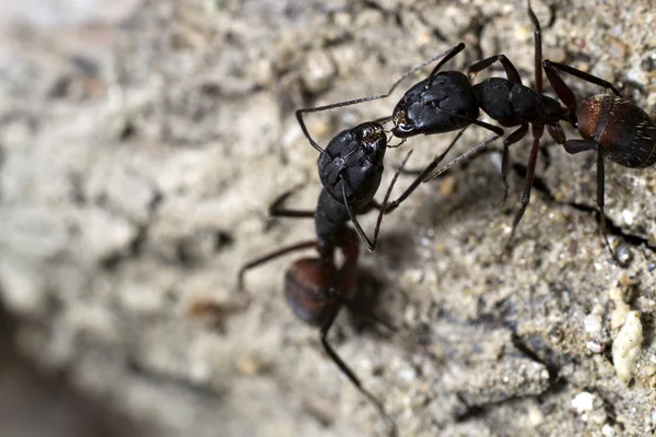 Hormigas luchando — Foto de Stock