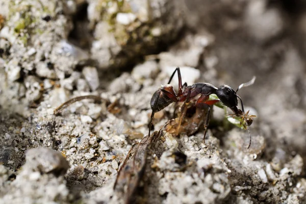 Macro de una hormiga —  Fotos de Stock