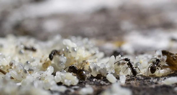 Formigas cuidando de seus ovos e larvas . Fotos De Bancos De Imagens Sem Royalties