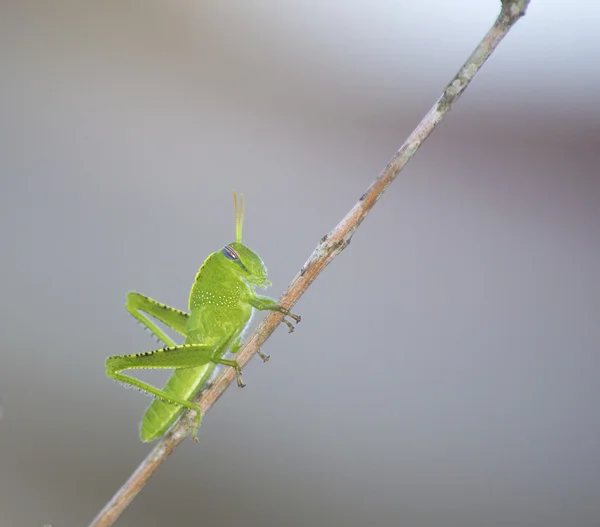 Heuschrecke — Stockfoto