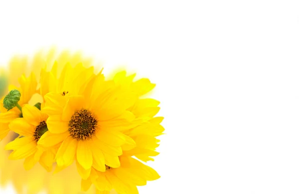 Čerstvé žluté květy s bokeh na bílém pozadí — Stock fotografie