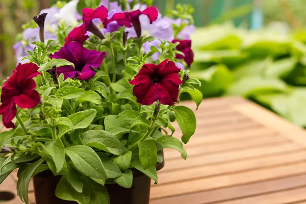 Bright petunias on garden background — Stock Photo, Image