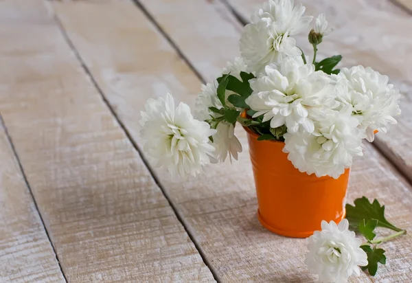 Fleurs de chrysanthème blanc — Photo