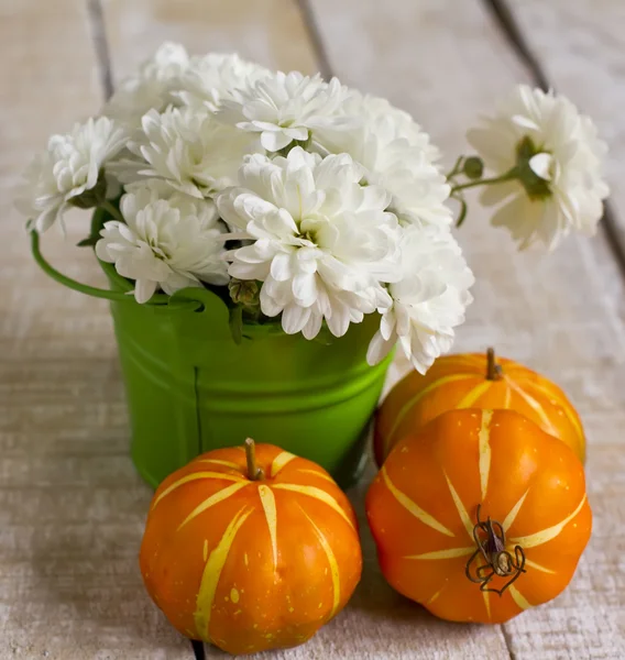 White chrysanthemum flowers — Stock Photo, Image