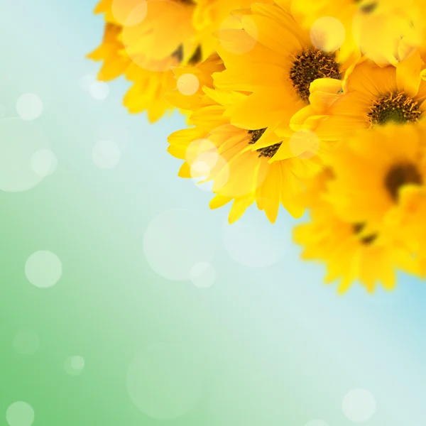 Demet yeşil zemin üzerine parlak sarı çiçek — Stok fotoğraf