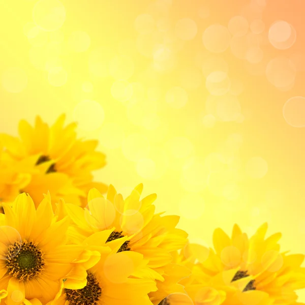 Massa ljusa gula flowerson gul bakgrund — Stockfoto