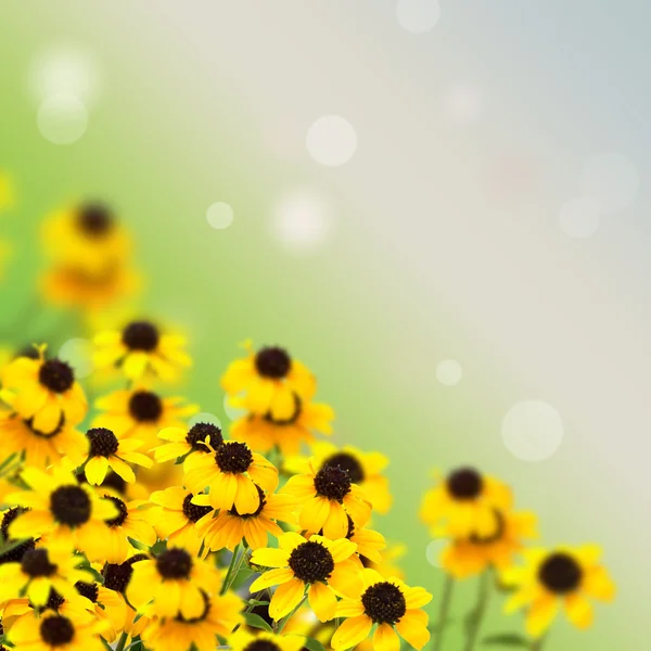 Bando de flores amarelas brilhantes no fundo verde — Fotografia de Stock