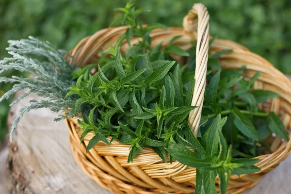 Fresh mint and artemisia in bucket — Stock Photo, Image