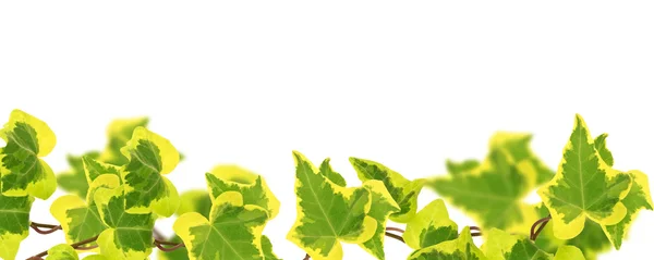 Fundo de hedera hélice folhas de hera — Fotografia de Stock