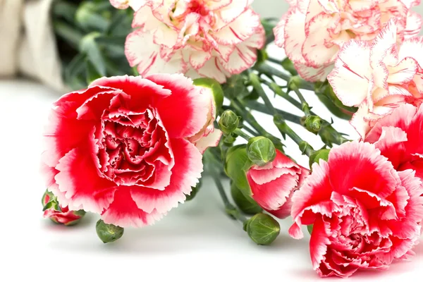 Bunch of bright pink carnations — Stock Photo, Image