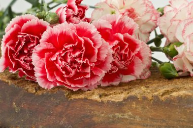 taze renkli karanfiller