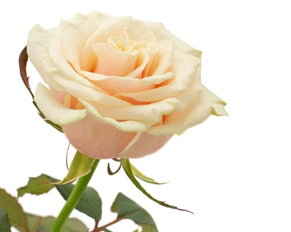 Rosa fresca — Foto de Stock
