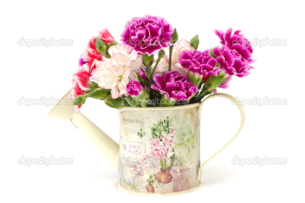 Fresh carnations in watering can