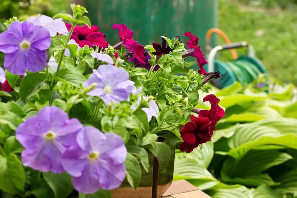 Petunias on garden background — Stock Photo, Image