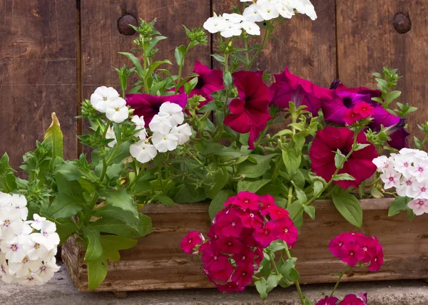 Summer flowers in wooden pot — Stock Photo, Image