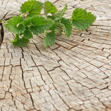 Melisa ahşap zemin üzerinde