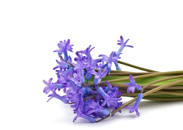 Flores frescas de primavera — Foto de Stock