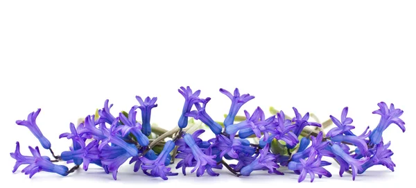 Friss tavaszi virágok — Stock Fotó