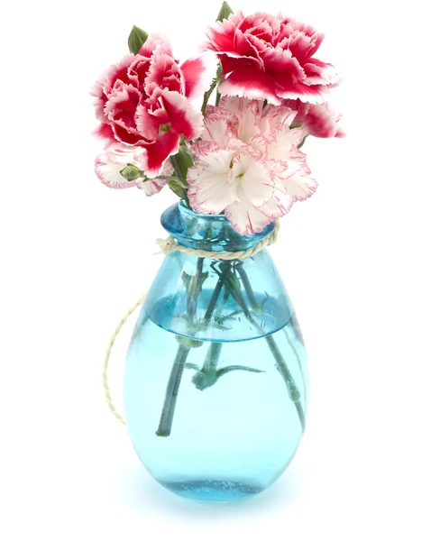 Fresh carnations on white background — Stock Photo, Image
