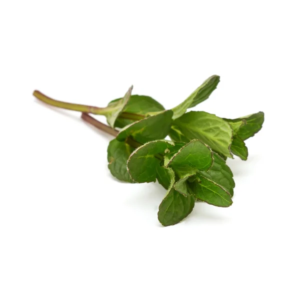 Fresh mint — Stock Photo, Image