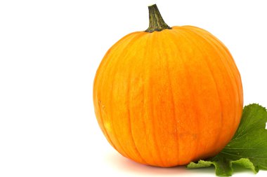 taze kabak üzerine beyaz izole yaprakları ile