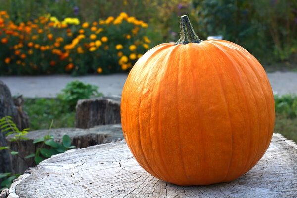 Свежая тыква на деревянном фоне в осеннем саду
