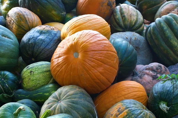 Many fresf pumpkins just picked up from ground — Stock Photo, Image