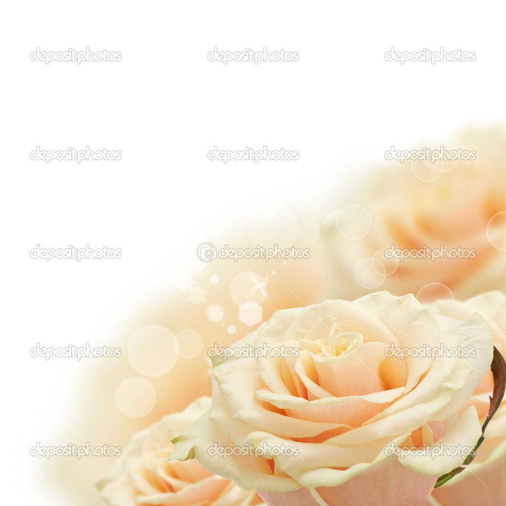 Floral background from roses