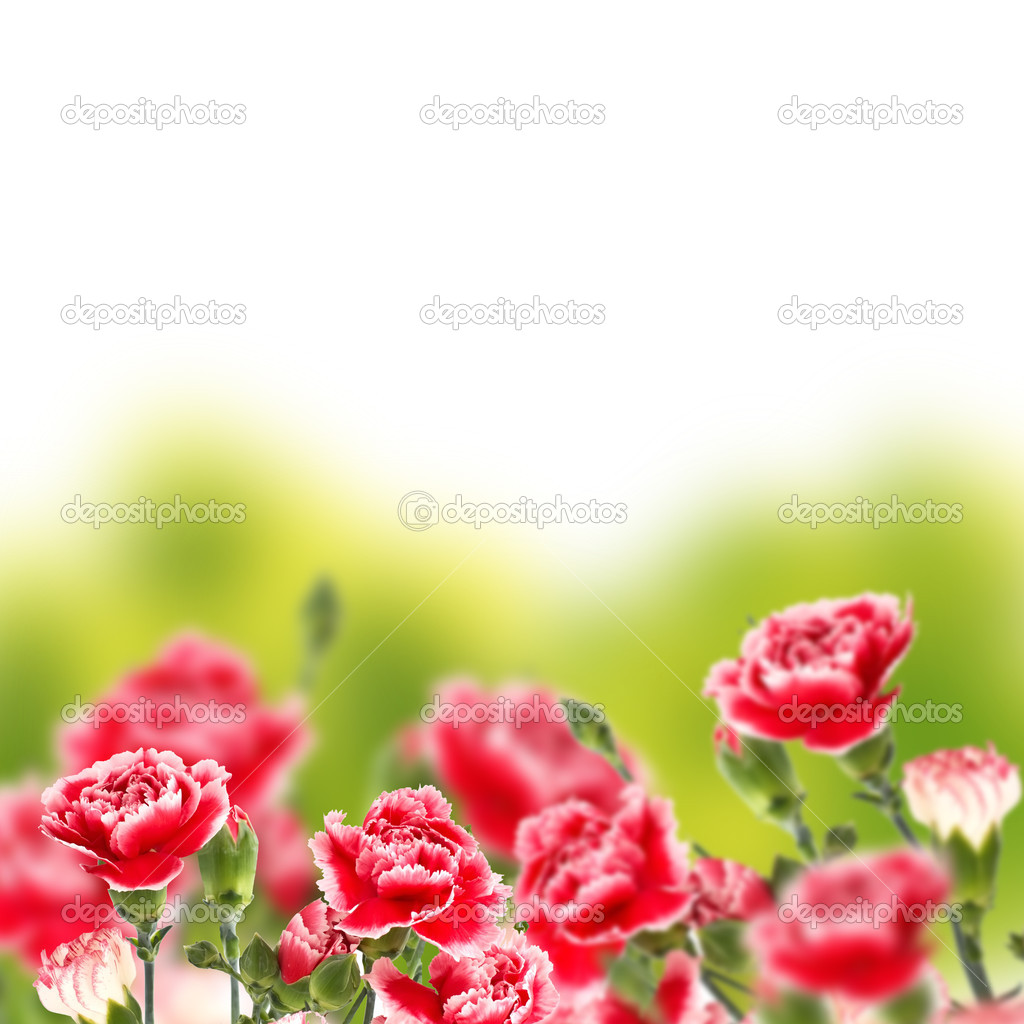Floral background from carnations